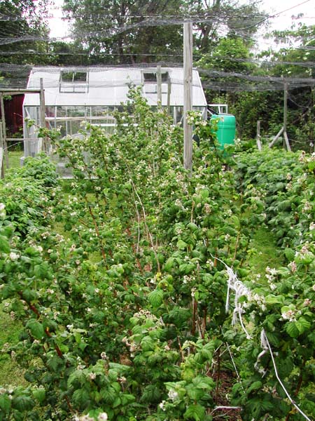 Summer raspberries early June